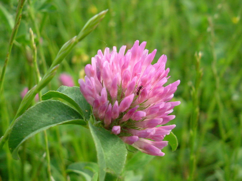 Trifolium pratense-Trifoglio dei prati